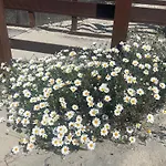 S Apposentu 2 - Tatil Evi Posada (Sardinia)
