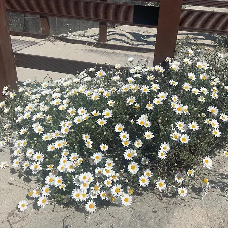 S Apposentu 2 - Σπίτι διακοπών Posada (Sardinia)